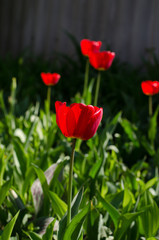 There are many red tulips