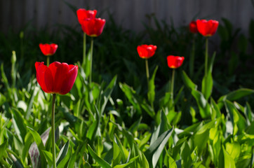 There are many red tulips