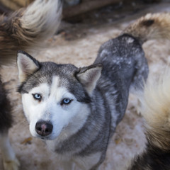 Grey siberian husky