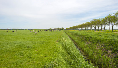 Fototapeta na wymiar Herd of grazing cows in a meadow in spring