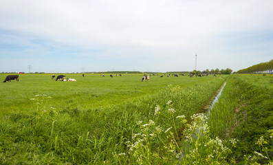 Fototapeta premium Herd of grazing cows in a meadow in spring