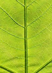 Baumblatt - Hintergrund