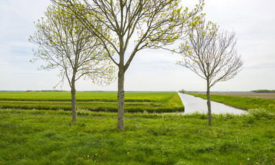 Wild flowers on the shore of a canal in spring