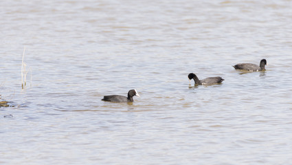 coot, Fulica atra