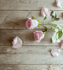 pink roses on wooden background