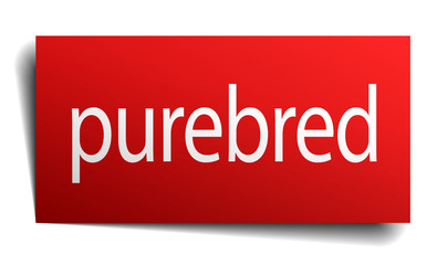purebred red paper sign on white background