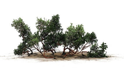 Greenleaf Manzanita shrubs - isolated on white background