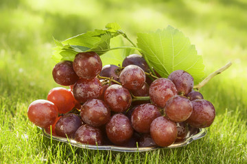 Grapes in the Garden