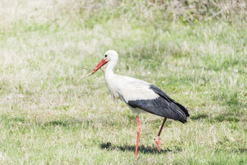 write stork, ciconia ciconia
