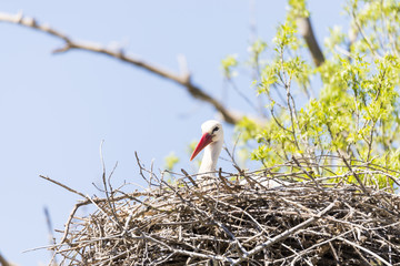 write stork, ciconia ciconia