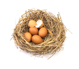 twigs nest with brown chicken eggs with broken and empty shell e