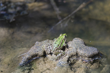 green frog