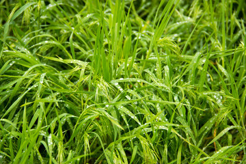 Fototapeta na wymiar Spring, green grass with dew drops
