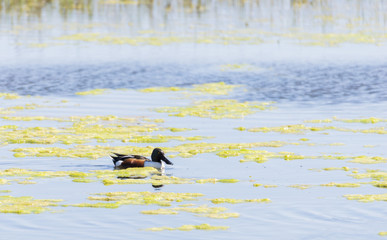 anas clypeata, shoveler,