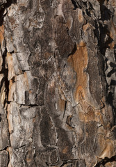 Pine bark