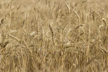 Wheat field