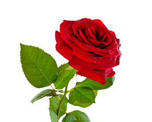 Red roses on a white background