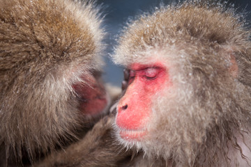 Snow monkeys in Japan