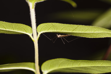 picture mosquito from very close