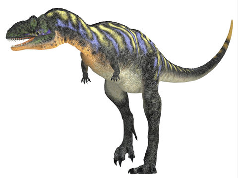 Aucasaurus over White