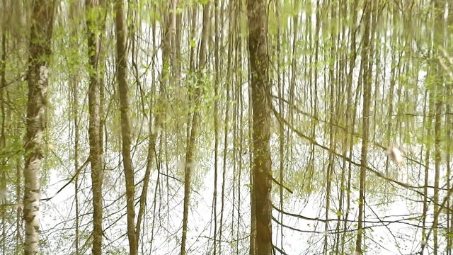 Reflexion in a wood pond