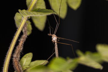 mosquito