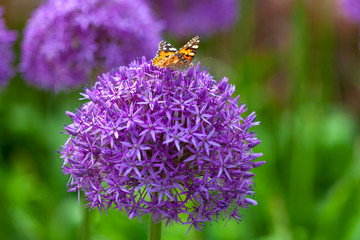 Butterfly on the Allium flower
