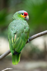 parrot