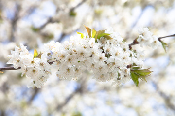 Spring flowering of tree branch. Selective focus