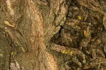 wood, bark, wood structure, cut down a tree