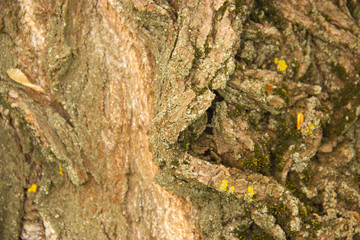 wood, bark, wood structure, cut down a tree