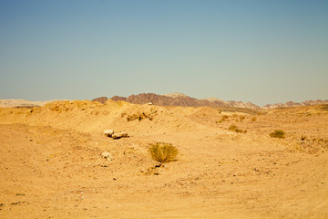 Fototapeta na wymiar View of the nature reserve Ras Mohammed in Egypt. Selective focu