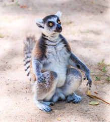 Ring-tailed lemur or Lemur catta