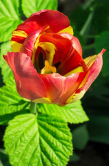 Tulip