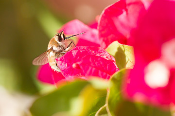 Bee fly  in Andalucia Spain.