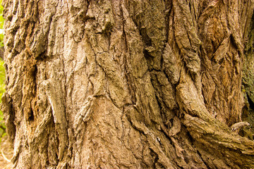 wood, bark, wood structure, cut down a tree