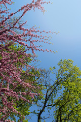 Natural Background with pink flowers, green trees and blue sky
