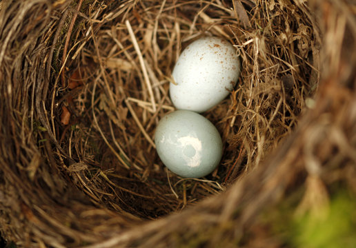 Schwarzdrosselgelege mit zwei Vogeleier