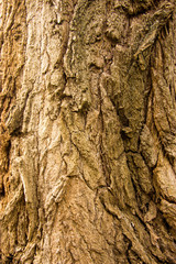 wood, bark, wood structure, cut down a tree