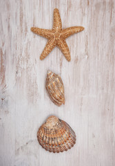 Fototapeta na wymiar Seashells on the old shabby chic wood background