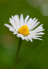 Bellis perennis © willypd