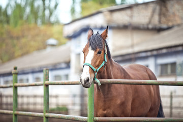horse in the paddock