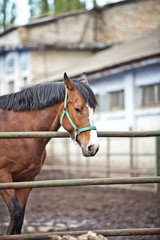 Fototapeta premium horse in the paddock