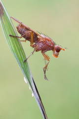 Scathophagidae