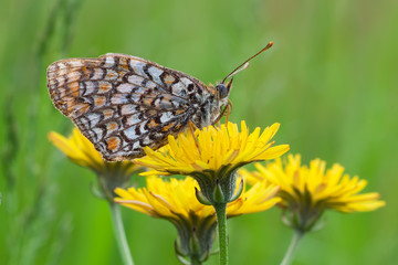 Melitaea athalia