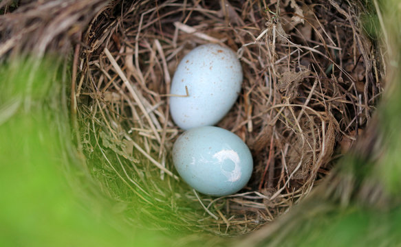 Schwarzdrosselgelege mit zwei Vogeleier