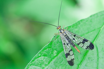Panorpa cognata