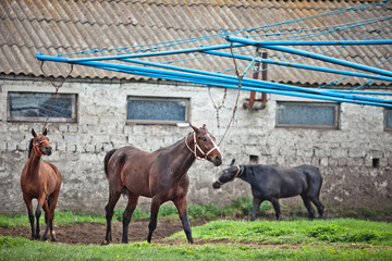 Training horses, drive around, tortured animals,