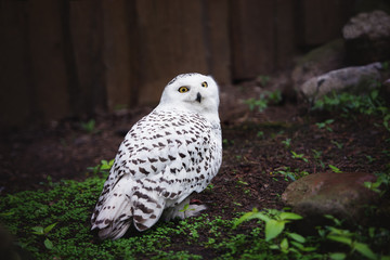 snowy owl