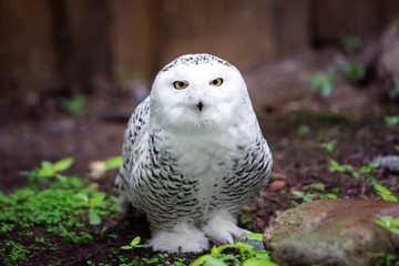 snowy owl on the ground